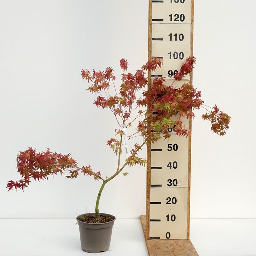 Esemplare di Acer palmatum Ueno Yama - Acero giapponese Vaso da 4L/5L consegnato in estate