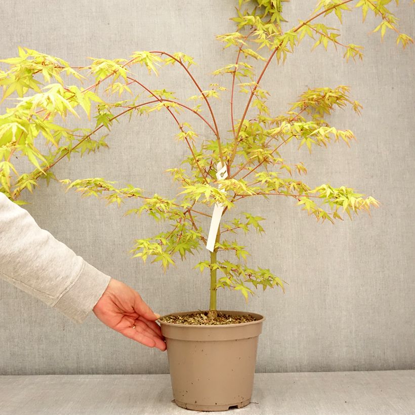 Acer palmatum Ueno Yama - Acero giapponese Vaso da 4L/5L esemplare consegnato in primavera