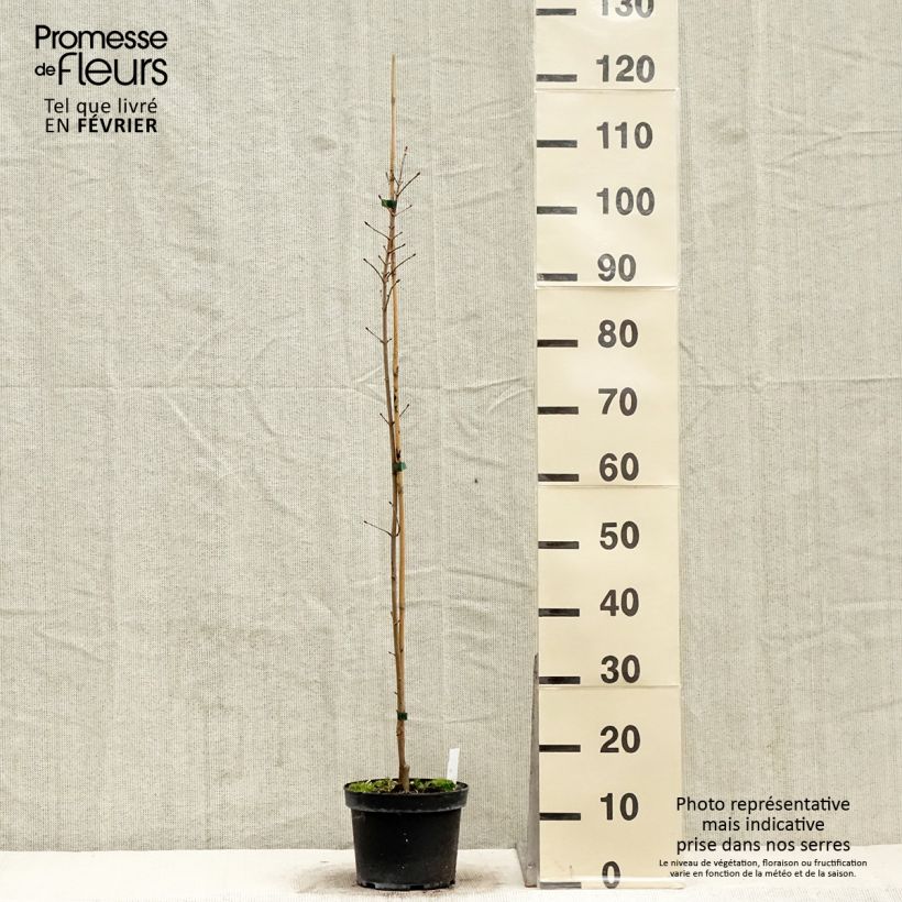 Acer Orientalia Vaso da 3L/4L esemplare consegnato in inverno