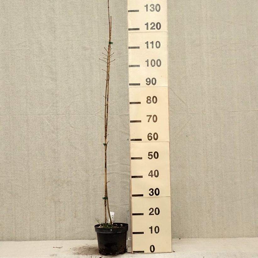 Acer Orientalia Vaso da 3L/4L esemplare consegnato in primavera