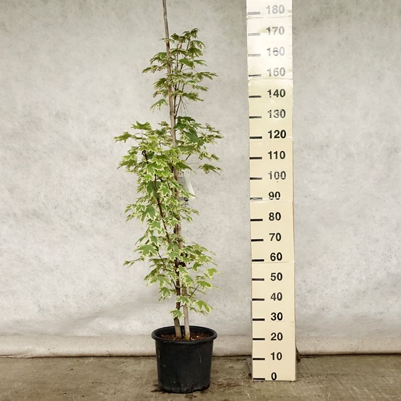 Esemplare di Acer platanoides Drummondii - Acero riccio Vaso da 12L/15L, Astone alto consegnato in estate