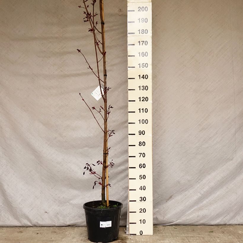 Acer platanoides Crimson King - Acero riccio rosso Vaso da 20L/25L esemplare consegnato in primavera