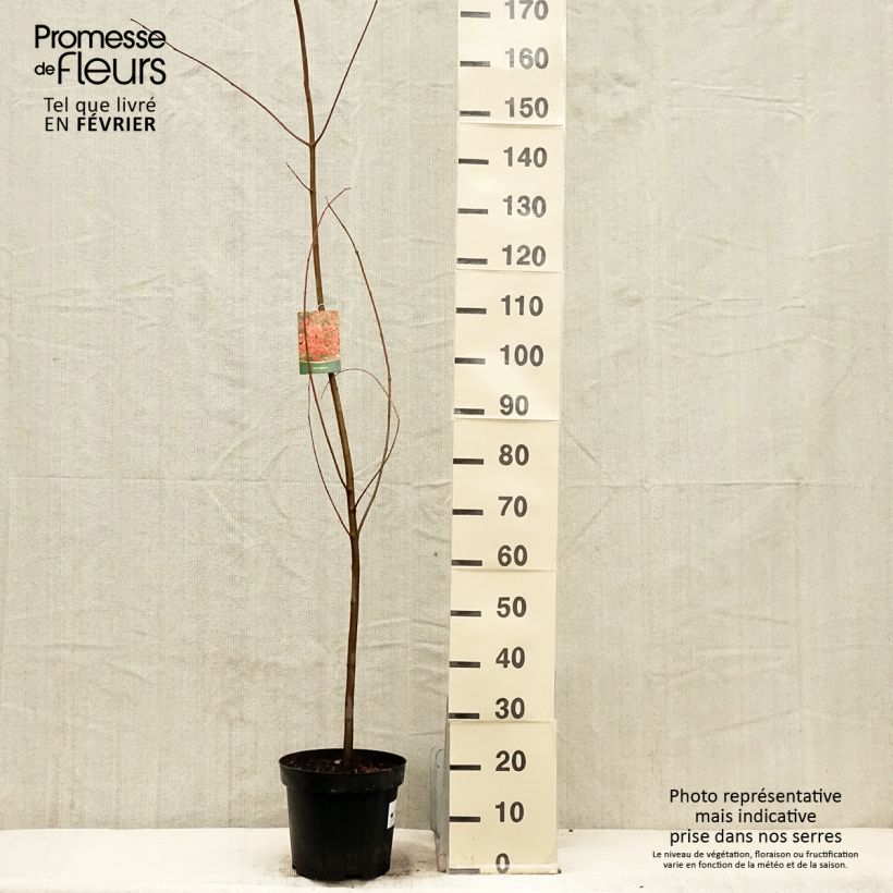 Acer rubrum - Acero Rosso Vaso da 7,5L/10L esemplare consegnato in inverno