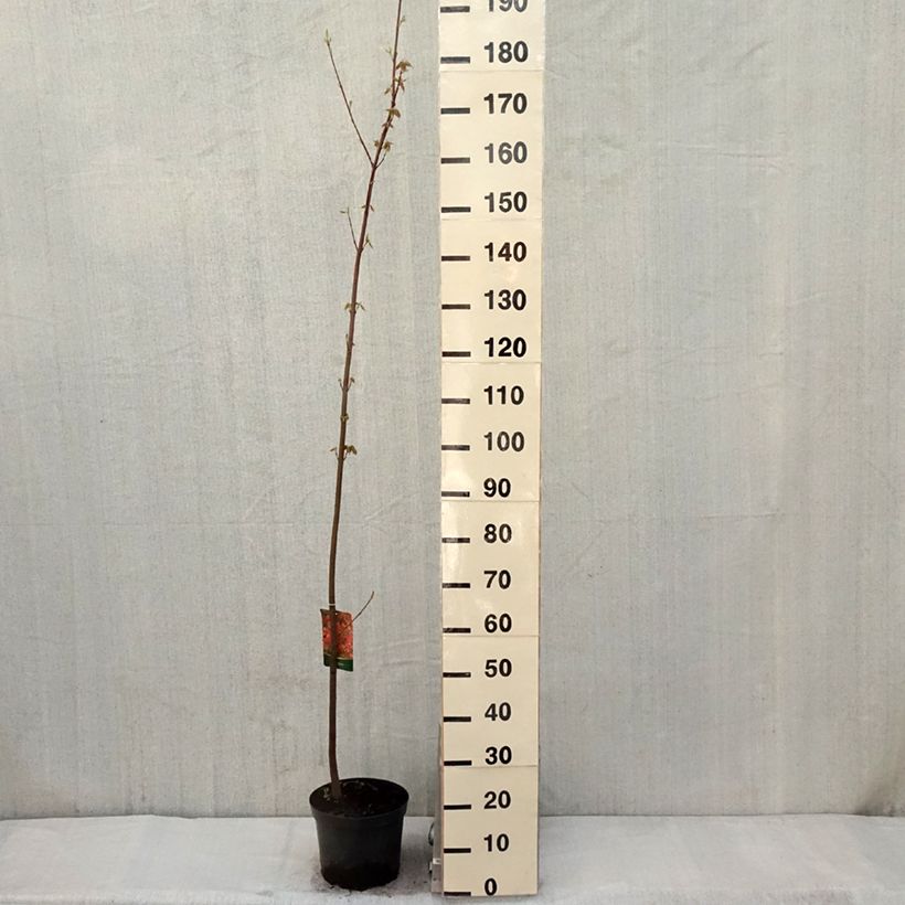 Acer rubrum - Acero Rosso Vaso da 7,5L/10L esemplare consegnato in primavera