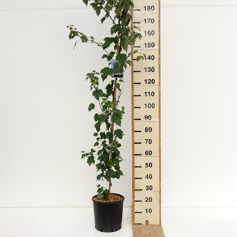 Esemplare di Acer rubrum Summer Red - Acero Rosso Vaso da 12L/15L consegnato in estate