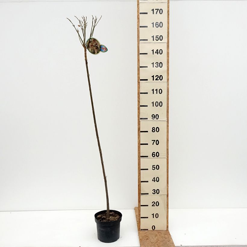 Esemplare di Acer pseudoplatanus Brilliantissimum Vaso da 4L/5L come consegnato in autunno