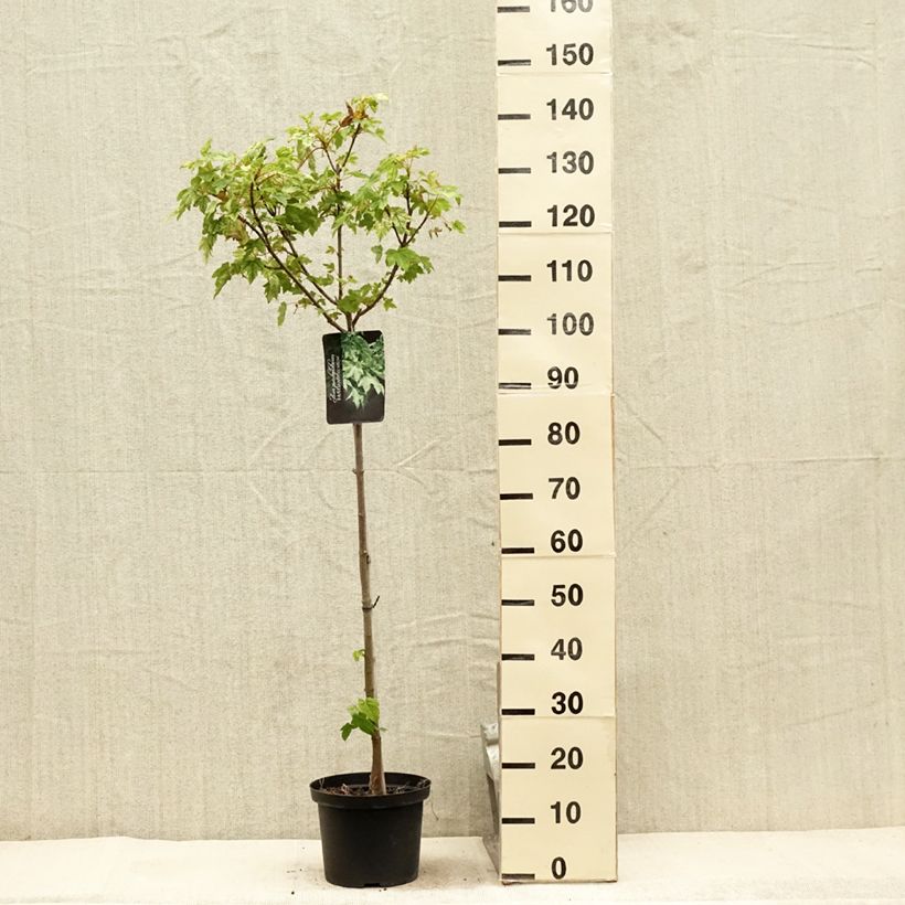 Esemplare di Acer pseudoplatanus Brilliantissimum Vaso da 4L/5L consegnato in estate