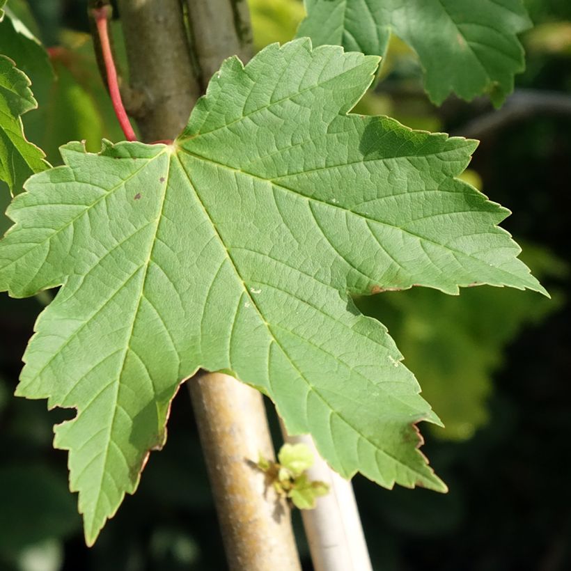 Acer pseudoplatanus Simon-Louis Frères (Fogliame)