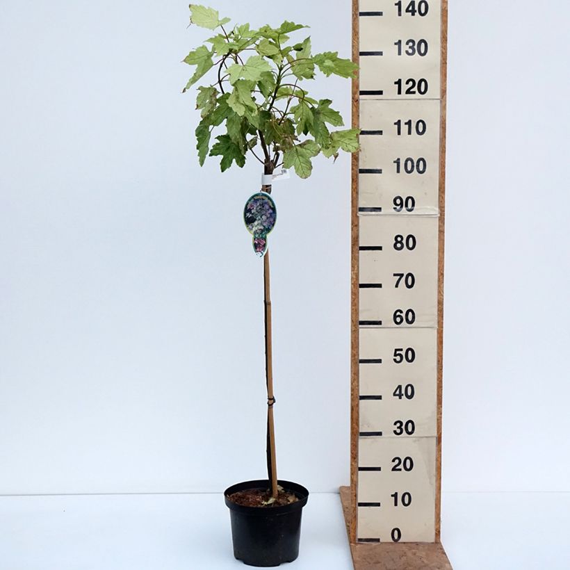 Esemplare di Acer pseudoplatanus Simon-Louis Frères Vaso da 4L/5L come consegnato in autunno