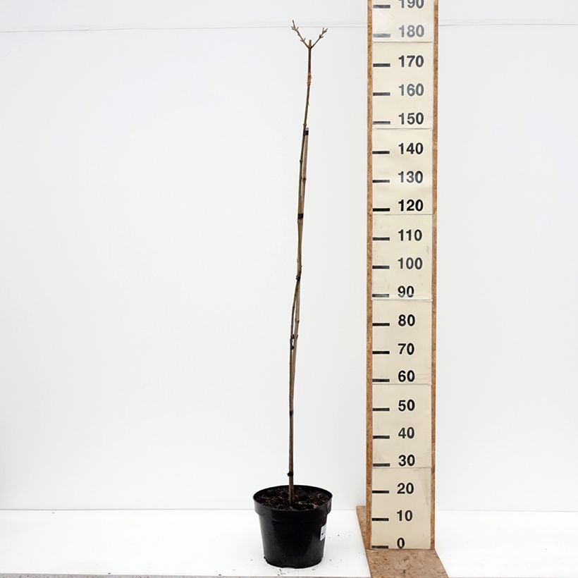 Acer pseudoplatanus Sunshine Vaso da 7,5L/10L, Vaso impalcato esemplare consegnato in inverno