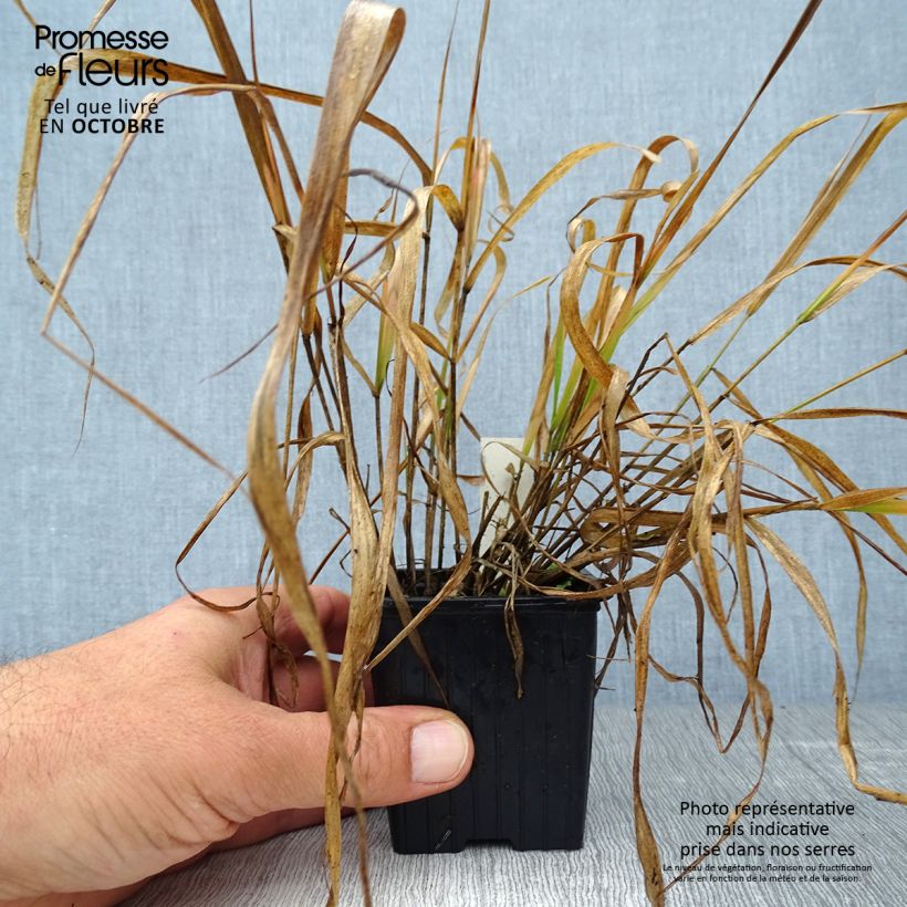 Esemplare di Eragrostis spectabilis Vasetto da 8/9 cm come consegnato in autunno