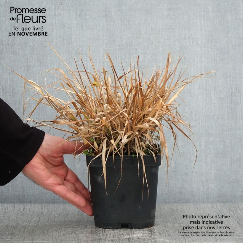 Esemplare di Eragrostis spectabilis Vaso da 1,5L/2L come consegnato in autunno