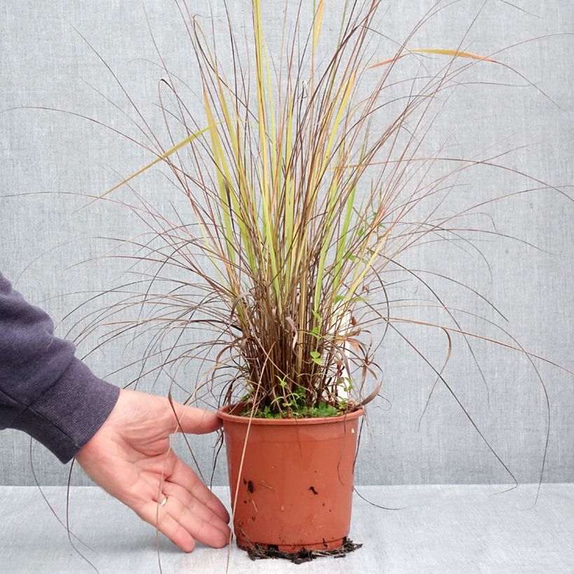Esemplare di Eragrostis trichodes Vaso da 1L/1,5L come consegnato in autunno