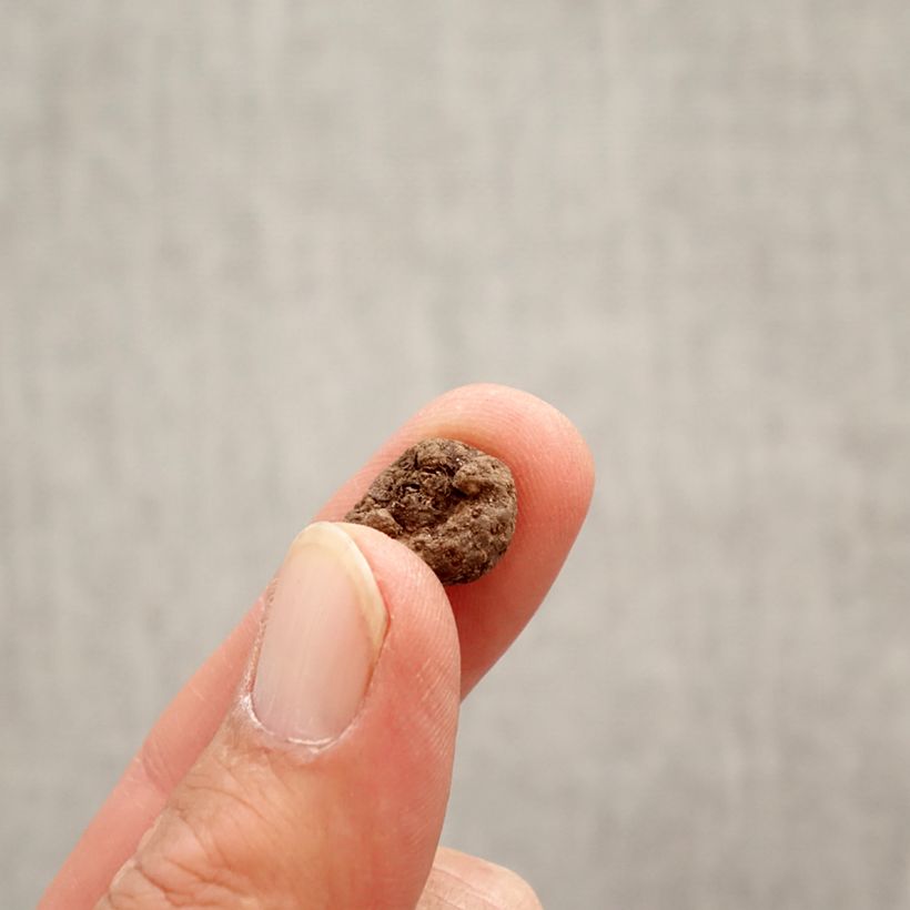 Eranthis cilicica - Aconito hivernale Bulbo taglia 4+ esemplare consegnato in primavera