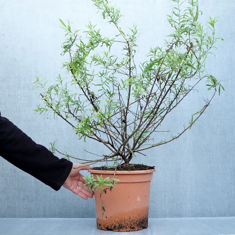Esemplare di Eremophila laanii Vaso da 7,5L/10L come consegnato in autunno