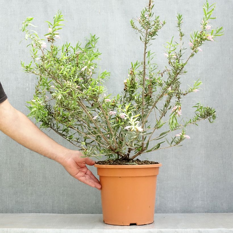 Eremophila laanii Vaso da 7,5L/10L esemplare consegnato in primavera