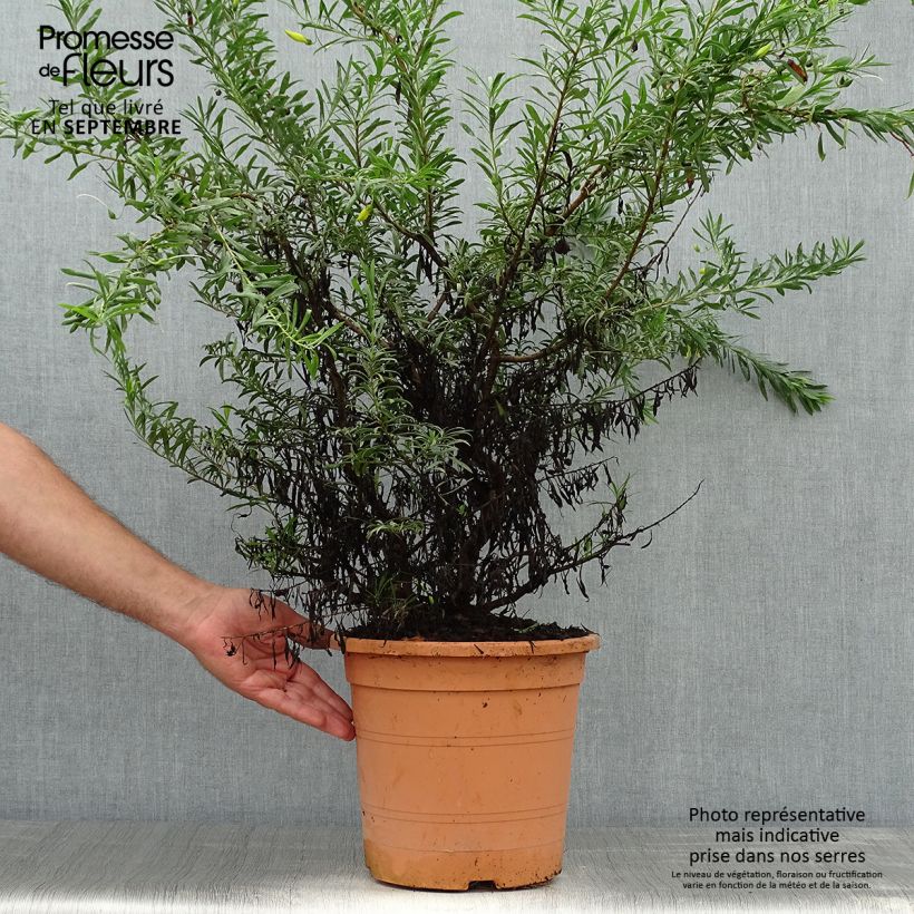 Esemplare di Eremophila maculata Aurea Vaso da 7,5L/10L come consegnato in autunno