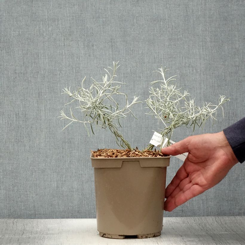 Esemplare di Eremophila nivea Vaso da 7,5L/10L consegnato in estate