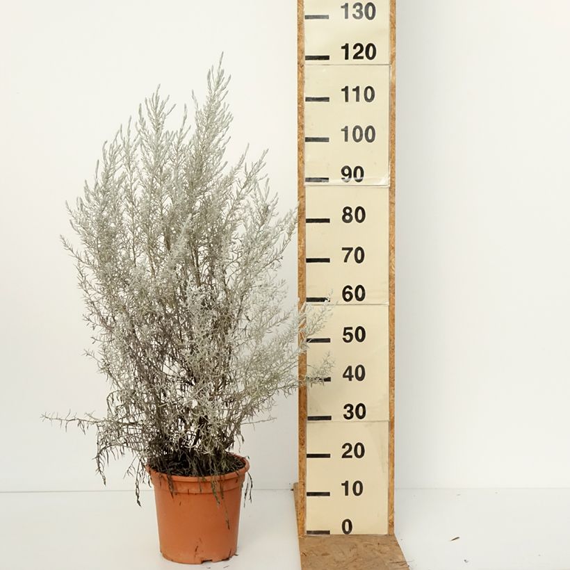 Esemplare di Eremophila nivea Vaso da 7,5L/10L come consegnato in autunno