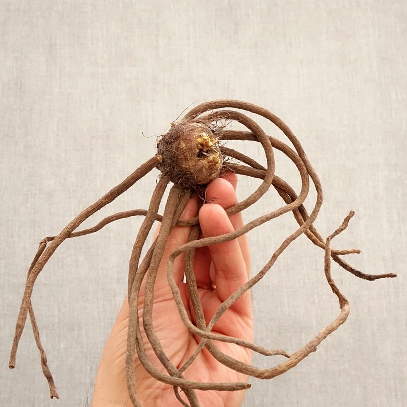 Eremurus Brun Bulbo taglia I esemplare consegnato in primavera