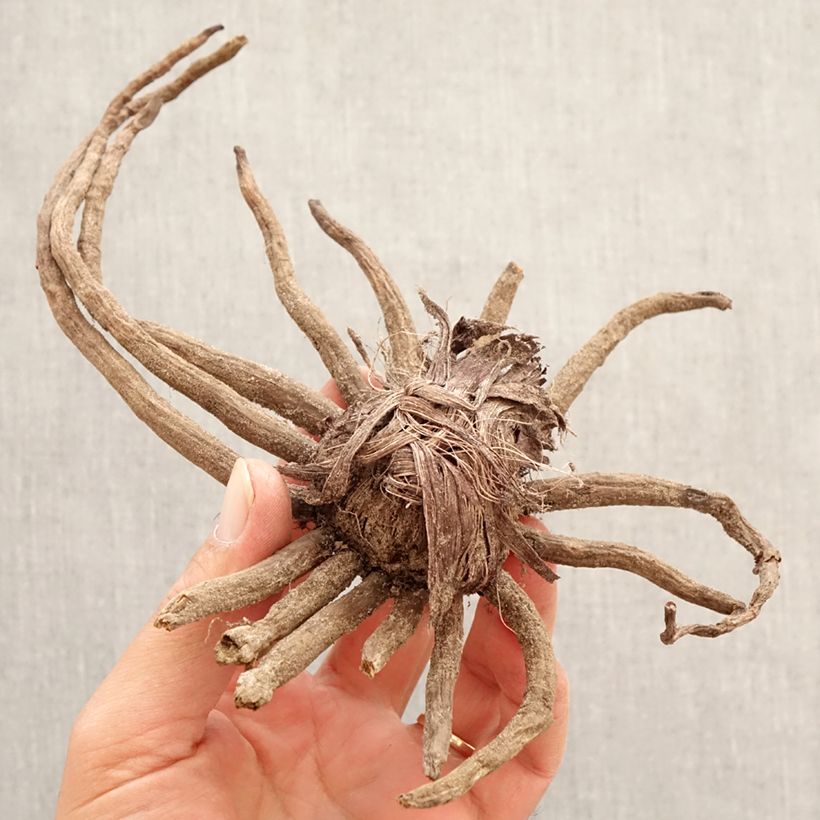 Eremurus Cléopatra Bulbo taglia I esemplare consegnato in primavera