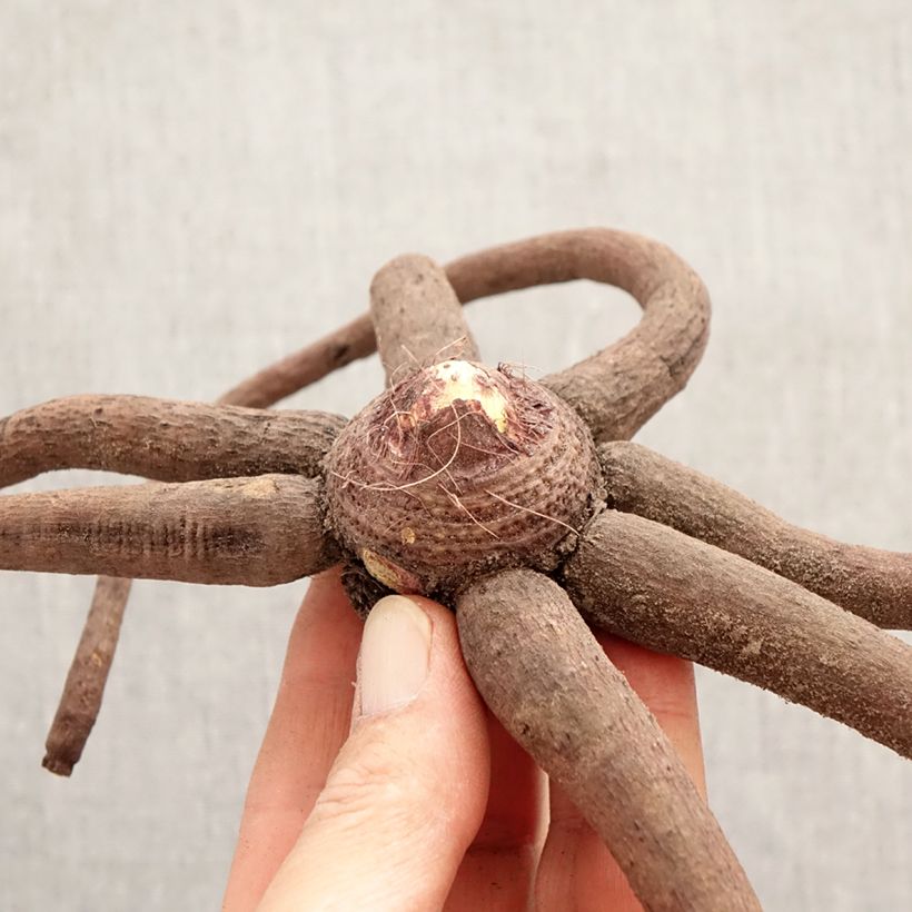 Eremurus stenophyllus Moneymaker Bulbo taglia I esemplare consegnato in primavera