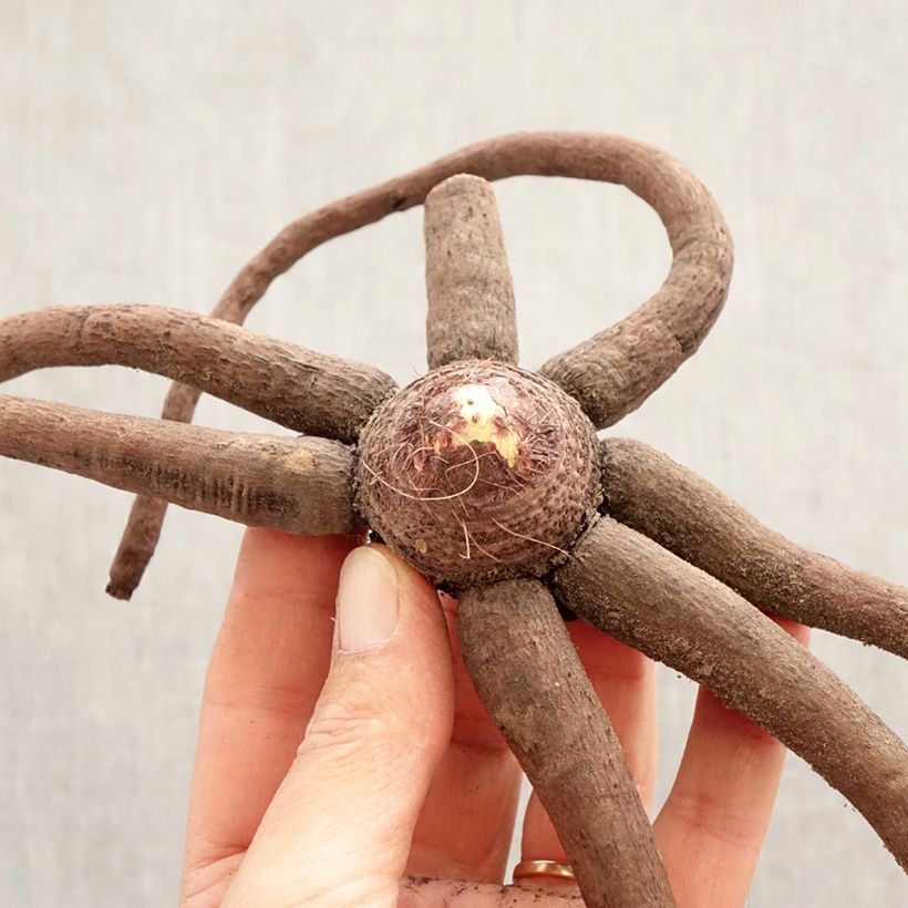 Eremurus Pinokkio Bulbo taglia I esemplare consegnato in primavera