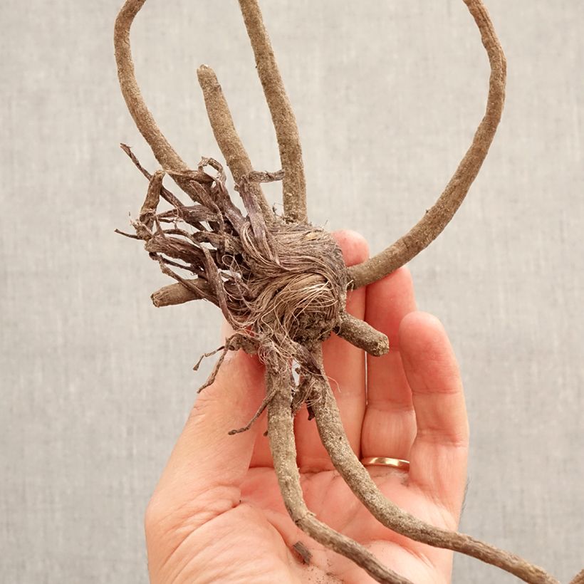 Eremurus robustus Bulbo taglia I esemplare consegnato in primavera