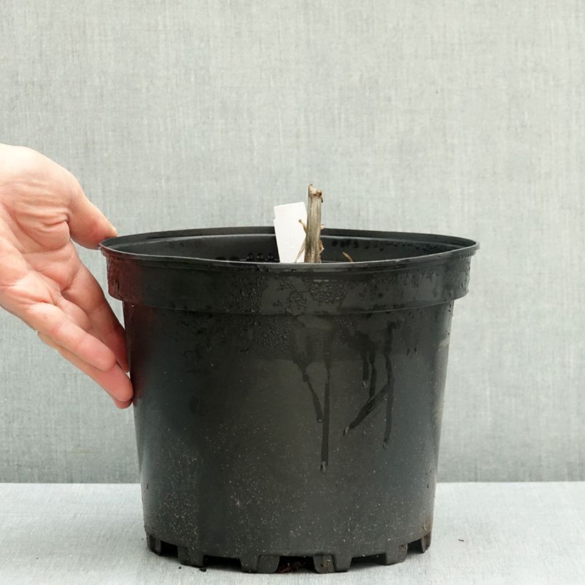Esemplare di Eremurus robustus Vaso da 4L/5L taglia I come consegnato in autunno