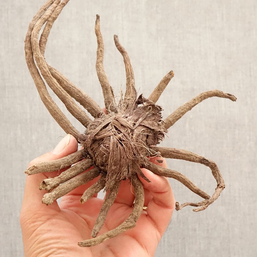 Eremurus Romance Bulbo taglia I esemplare consegnato in primavera