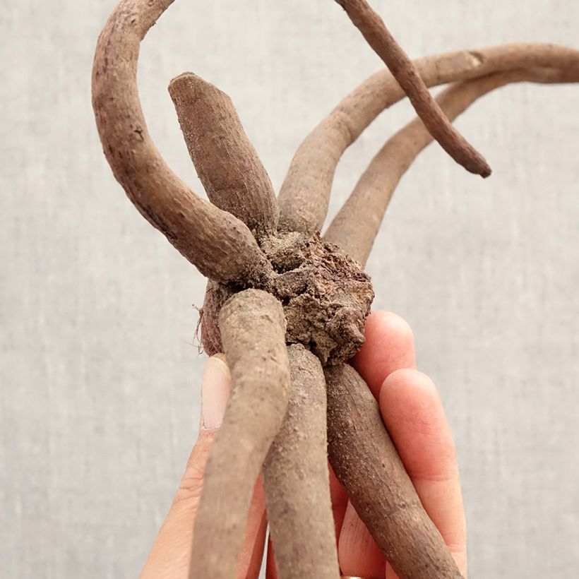 Eremurus White Beauty Favourite Bulbo taglia I esemplare consegnato in primavera