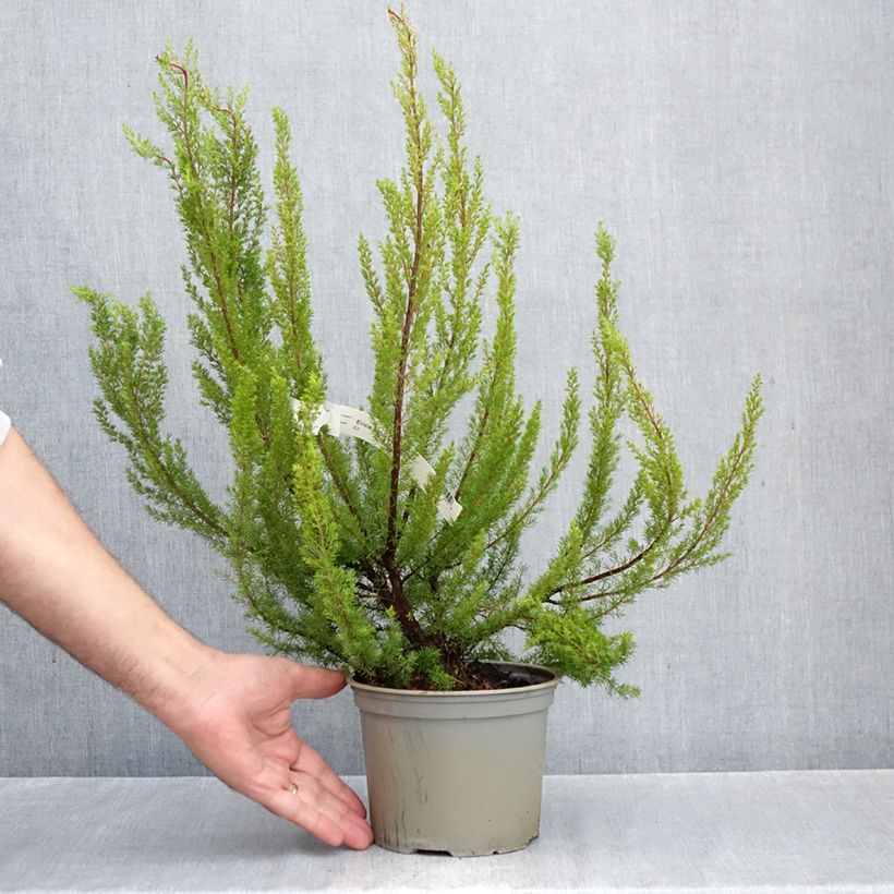 Esemplare di Erica arborea Alpina Vaso da 2L/3L come consegnato in autunno