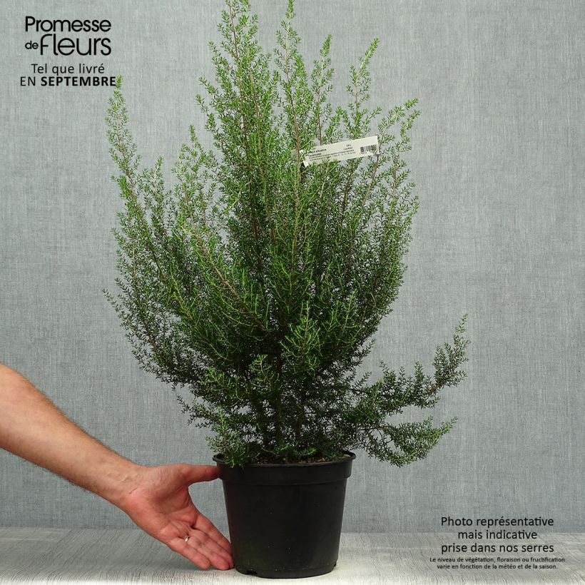 Esemplare di Erica canaliculata Vaso da 4L/5L come consegnato in autunno