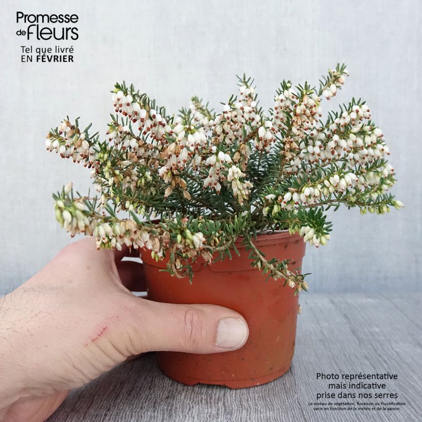 Erica darleyensis Darley Dale Vaso da 1L/1,5L esemplare consegnato in inverno