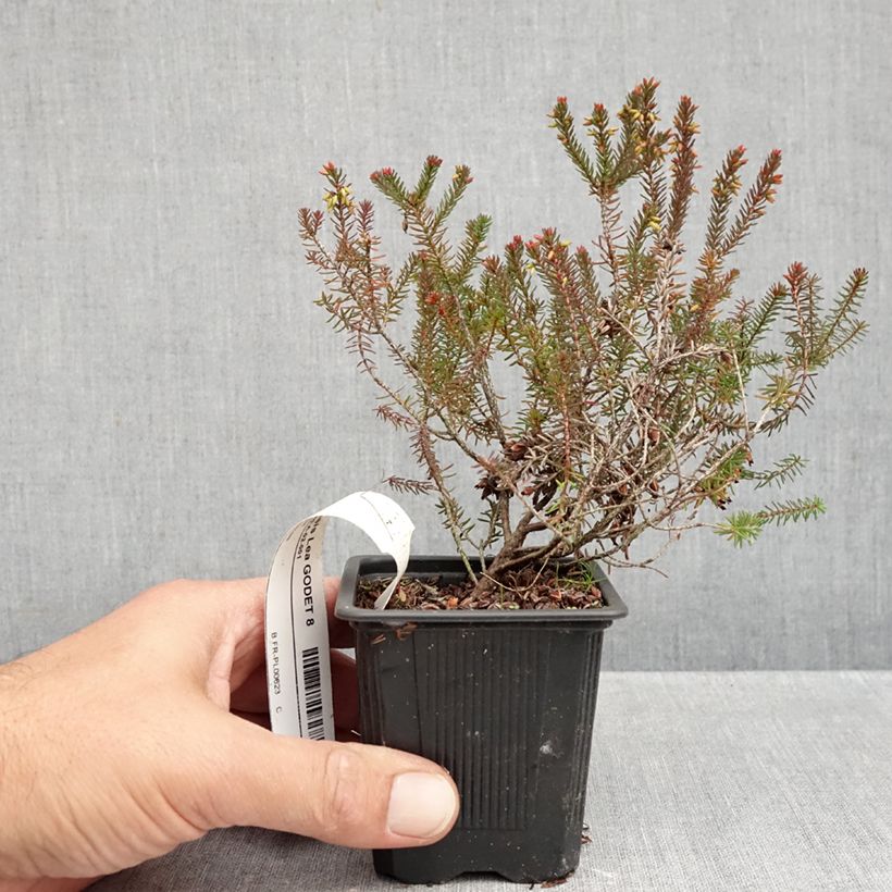 Esemplare di Erica darleyensis Lea Vasetto da 8/9 cm come consegnato in autunno