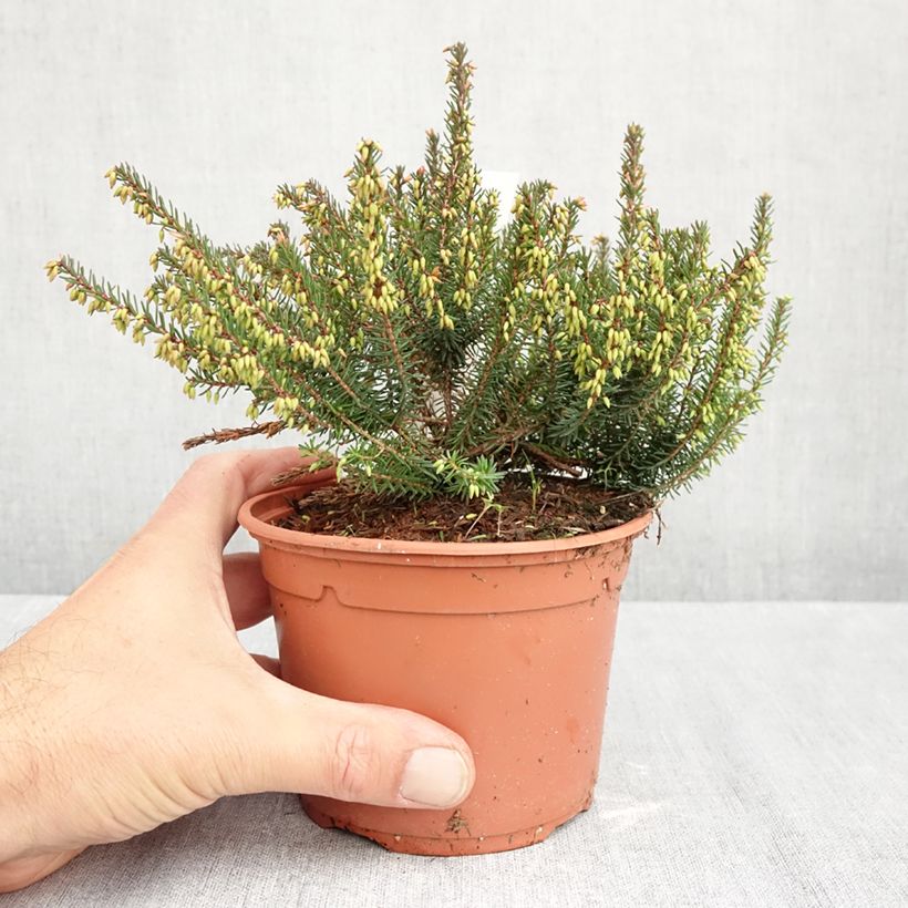 Esemplare di Erica darleyensis Lea Vaso da 1L/1,5L come consegnato in autunno