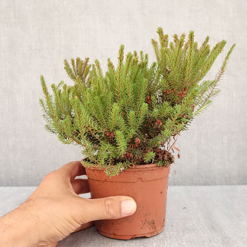 Esemplare di Erica darleyensis Lea Vaso da 1L/1,5L consegnato in estate