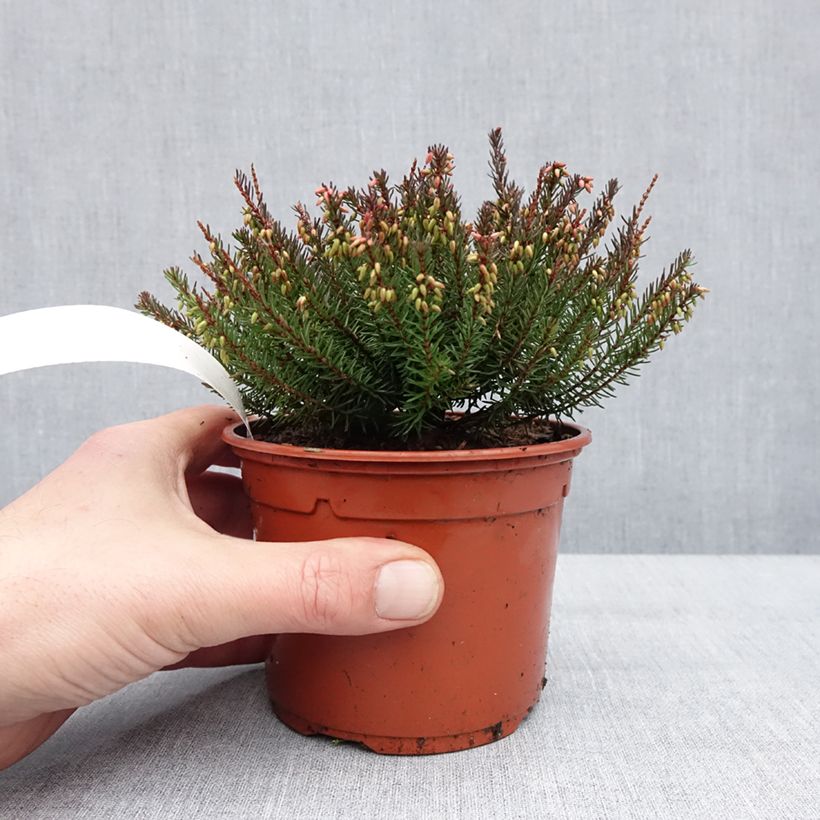 Erica darleyensis Lea Vaso da 1L/1,5L esemplare consegnato in inverno