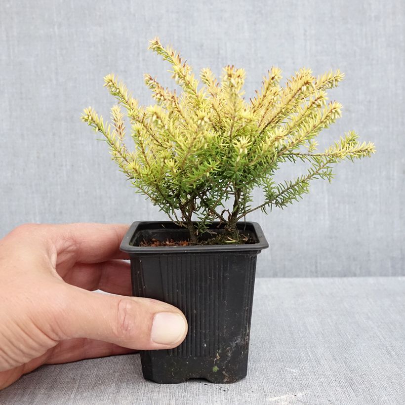 Esemplare di Erica darleyensis Marie Helen Vasetto da 8/9 cm come consegnato in autunno