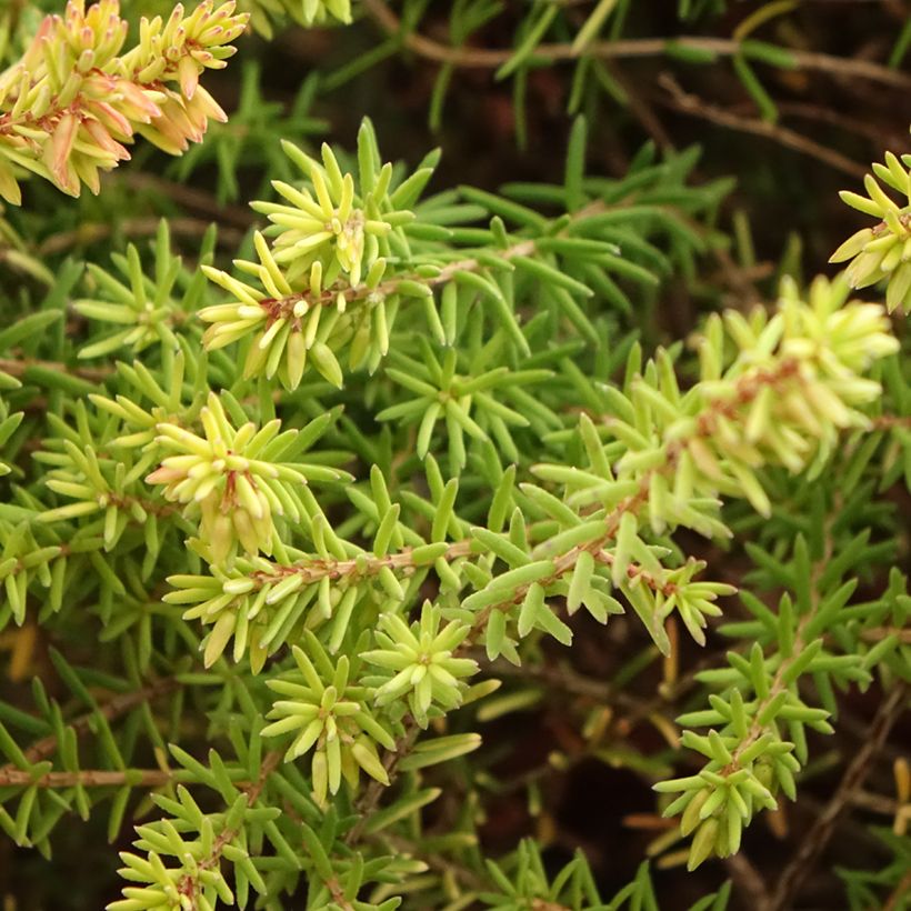 Erica darleyensis Marie Helen (Fogliame)