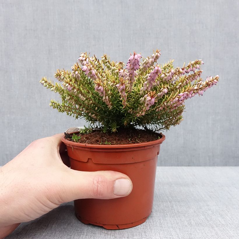 Erica darleyensis Marie Helen Vaso da 1L/1,5L esemplare consegnato in inverno