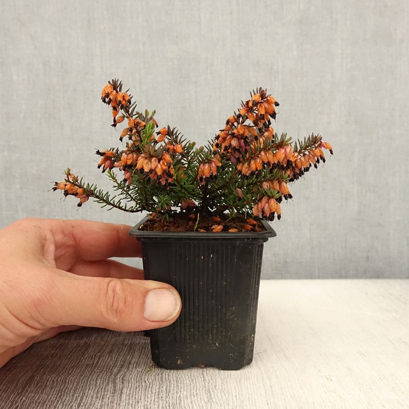 Erica darleyensis Tyann Vasetto da 8/9 cm esemplare consegnato in primavera