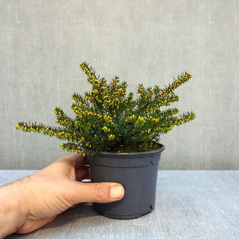 Esemplare di Erica darleyensis Tyann Vaso da 1L/1,5L come consegnato in autunno