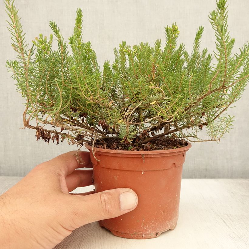 Esemplare di Erica darleyensis Tyann Vaso da 1L/1,5L consegnato in estate