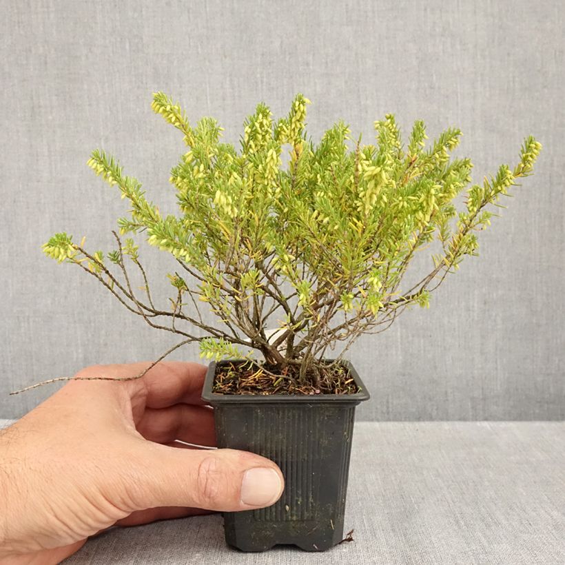 Esemplare di Erica darleyensis White Glow Vasetto da 8/9 cm come consegnato in autunno