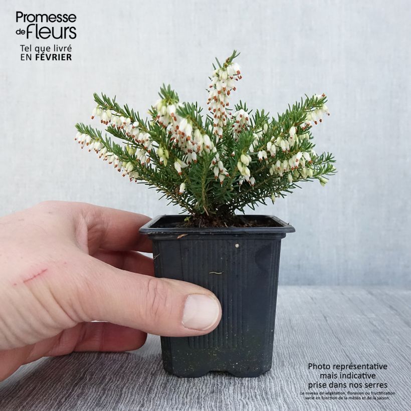 Erica darleyensis White Glow Vasetto da 8/9 cm esemplare consegnato in inverno