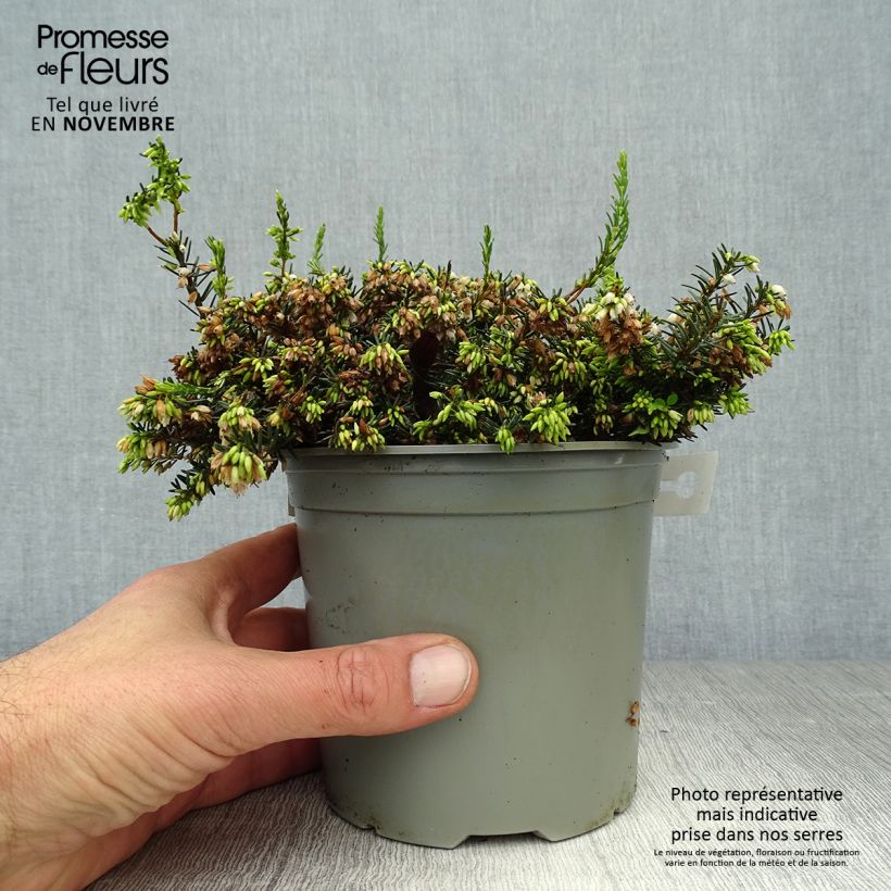 Esemplare di Erica darleyensis White Perfection Vasetto da 8/9 cm come consegnato in autunno