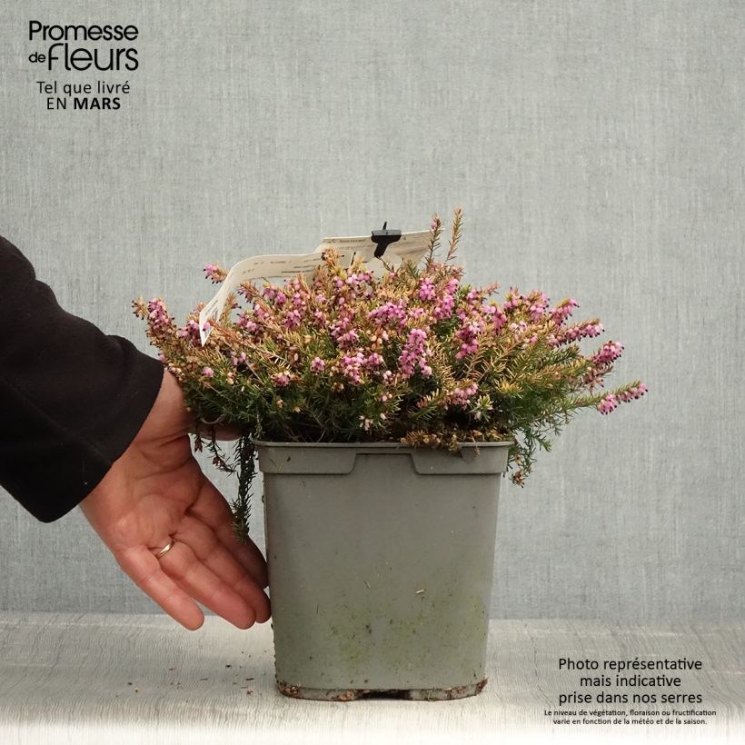 Erica darleyensis Eva Gold Vaso da 3L/4L esemplare consegnato in primavera