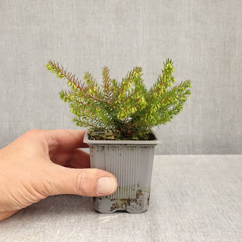 Esemplare di Erica darleyensis Spring Surprise Vasetto da 8/9 cm come consegnato in autunno