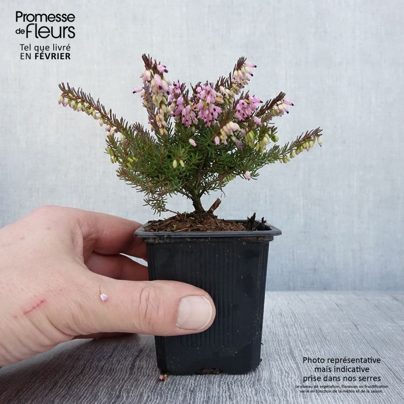 Erica&#x20;darleyensis&#x20;Spring&#x20;Surprise&#x20;Vasetto&#x20;da&#x20;8&#x2F;9&#x20;cm&#x20;esemplare&#x20;consegnato&#x20;in&#x20;inverno